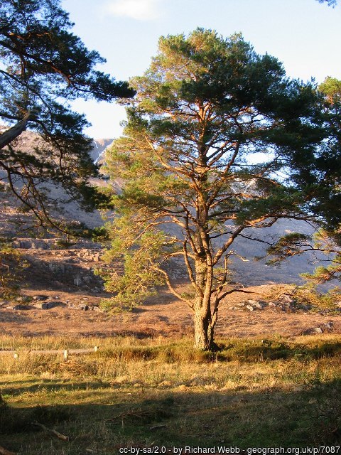 Pine tree in Scotland in autumn