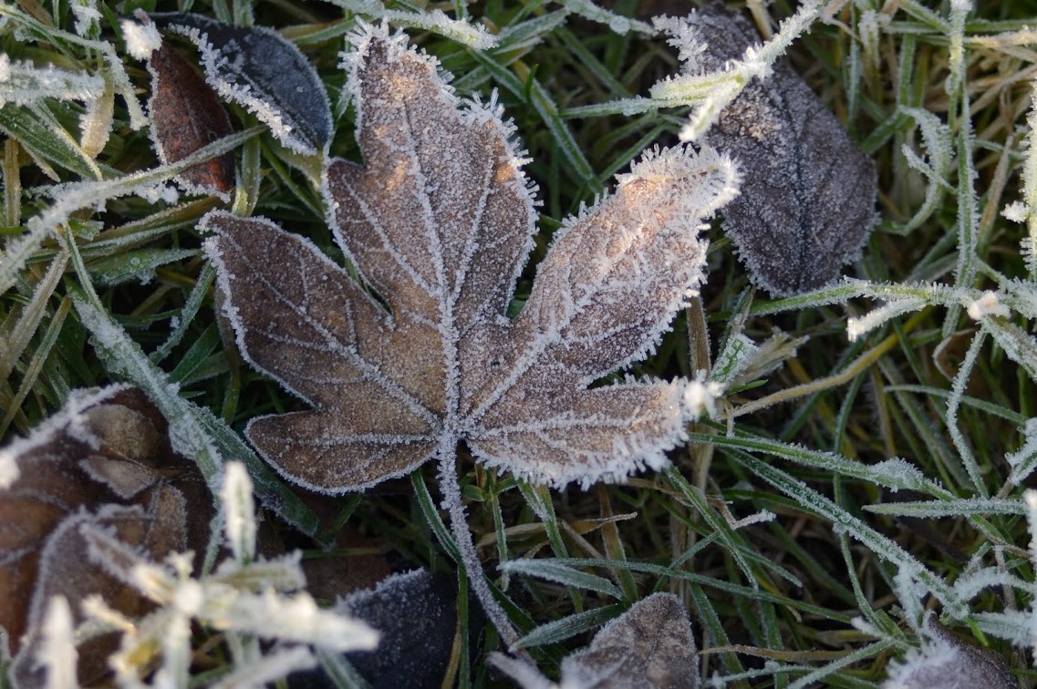 Frosted leaf on grass
