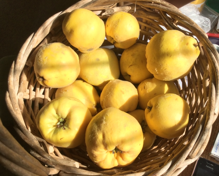 Bowl of ripe quince fruit