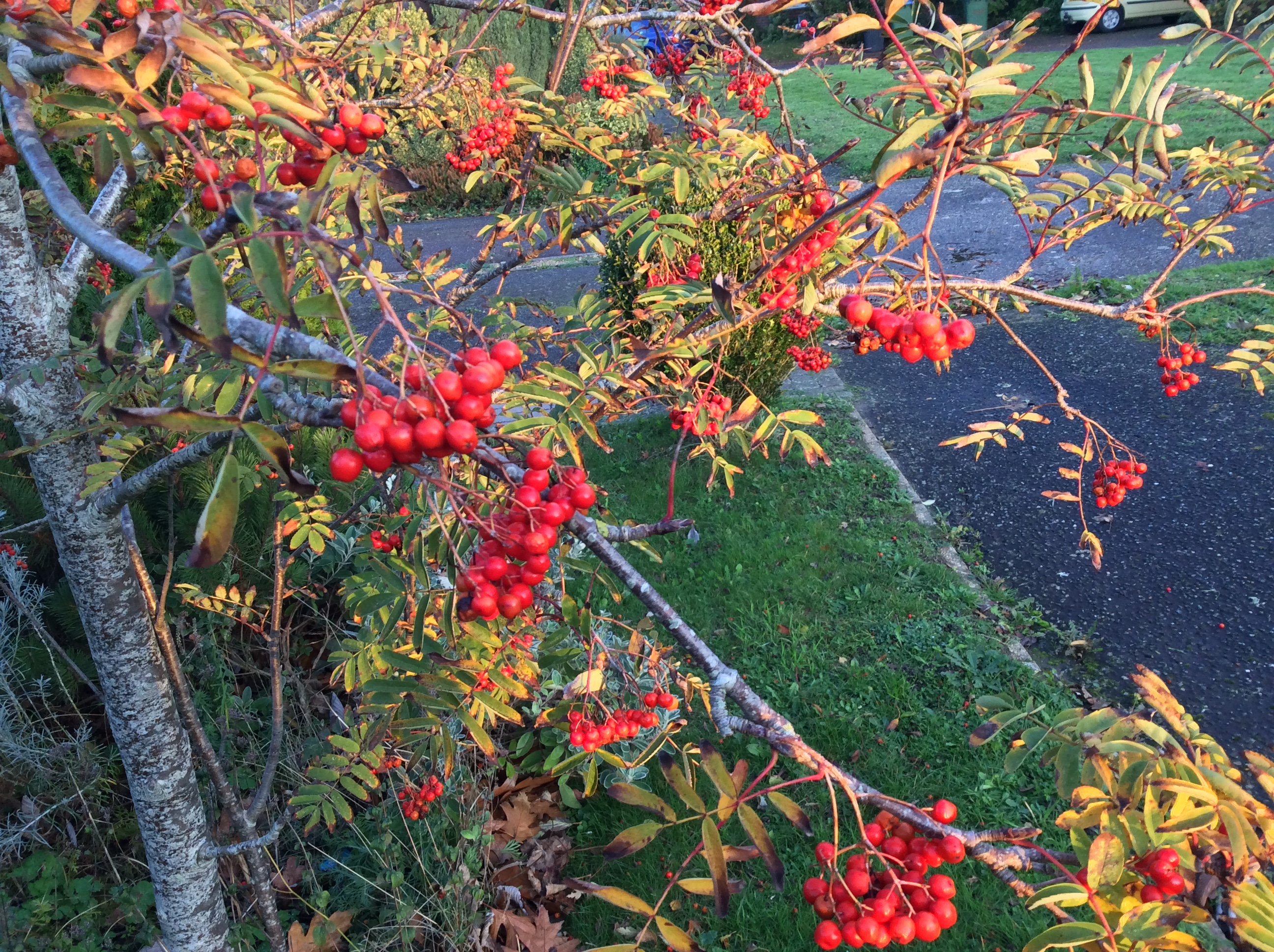Ripe rowan berries on tree