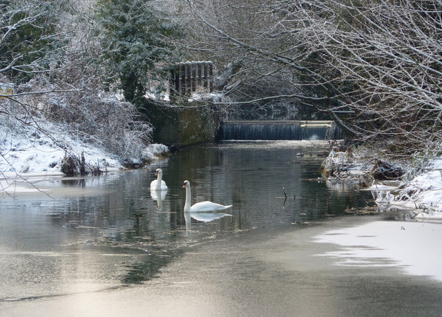 Two swans on frozen stream in winter