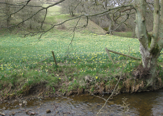 A field of wild daffodils (Lenten Lilies)