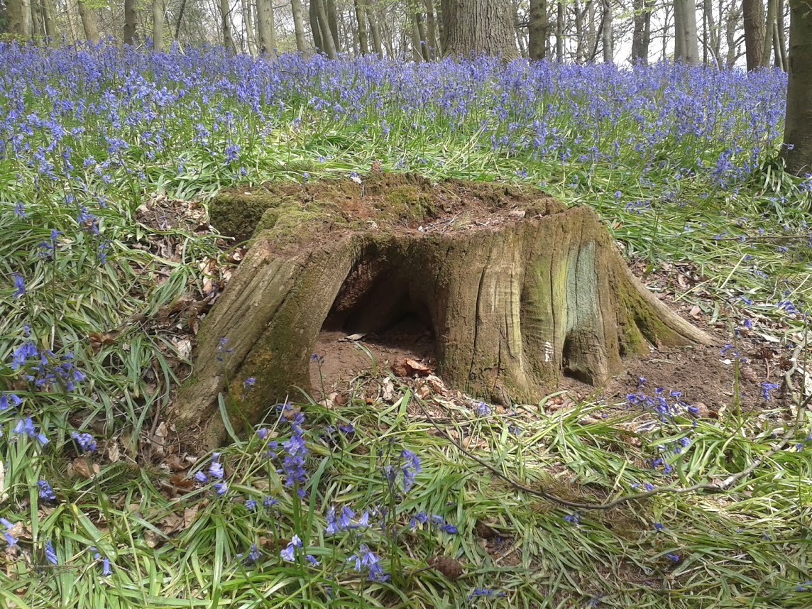 Tree stump hole of some woodland creature tree stump