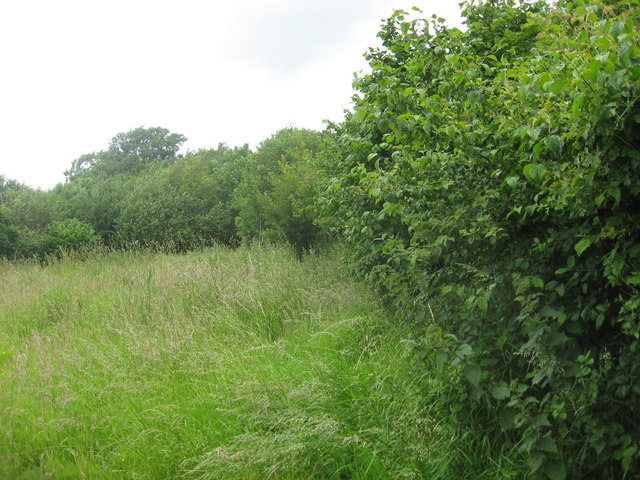 Hazel bushes in an unspoilt nature reserve