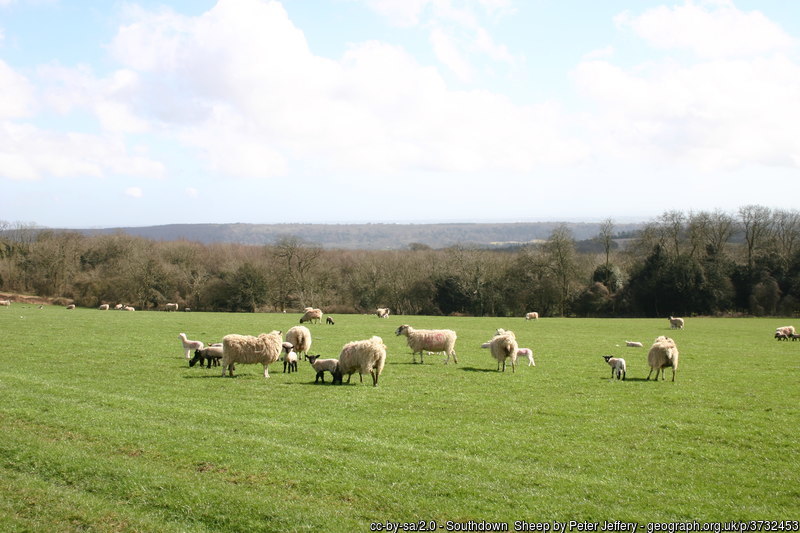 Sheep in field on the South Downs