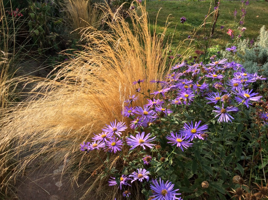 Late September Michaelmas daisies