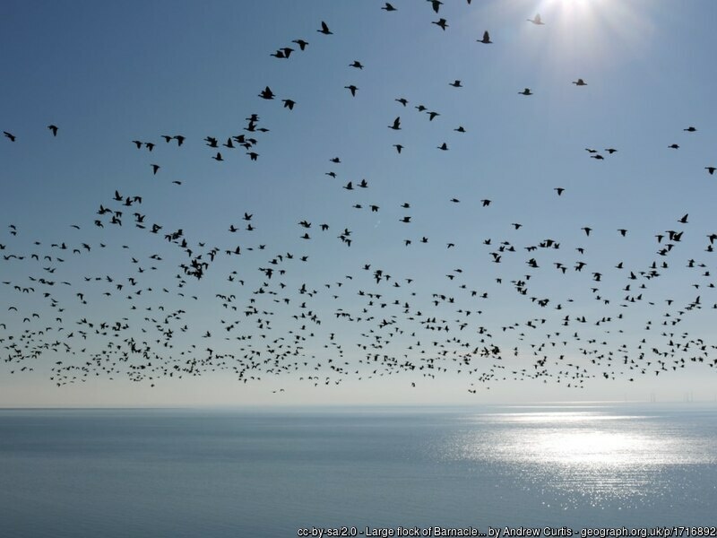 Flock of wild geese flying over the sea