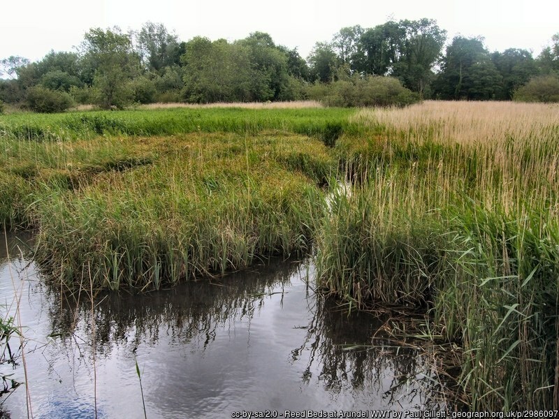 Reed beds at Arundel Wetlands