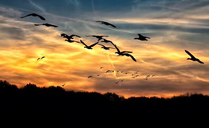 The Call of the Wild&nbsp;Goose