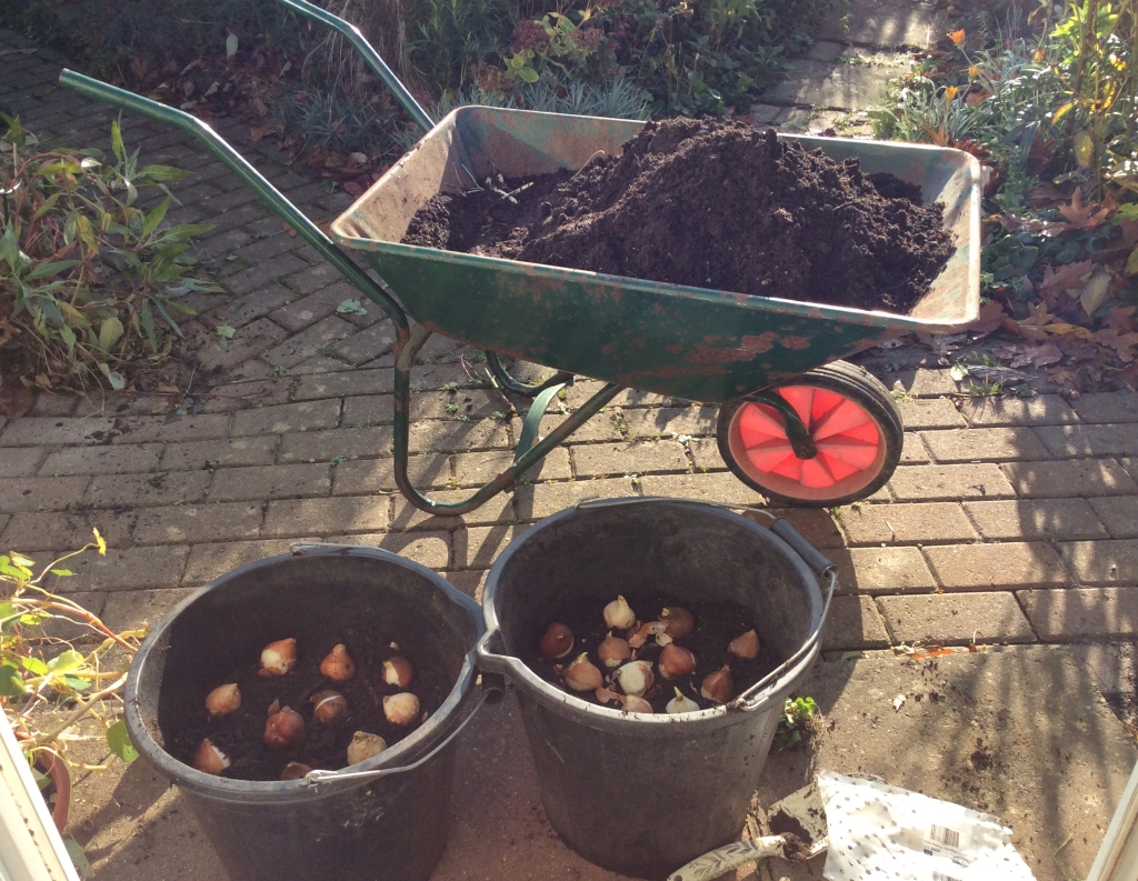 November - planting tubs of Tulip bulbs.