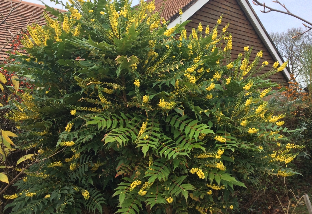 winter flowering bush of yellow mahonia