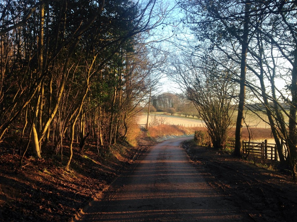 Winter sunshine in a wood