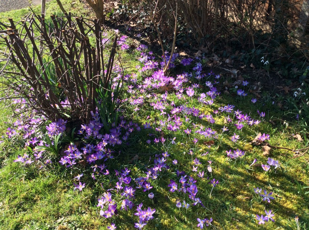 Crocus naturalised in lawn