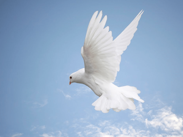 A white dove in flight