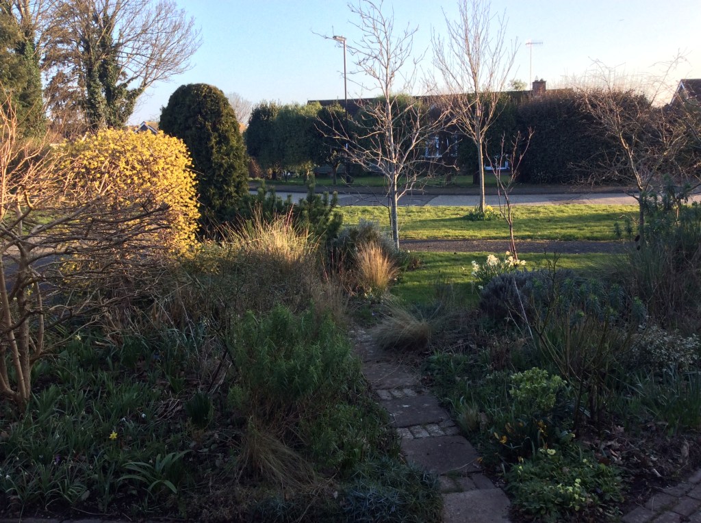 Low evening shaft of sun catching yellow cornus shrub