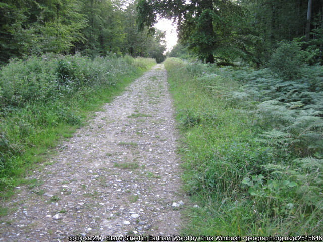Old Roman road through Sussex woods