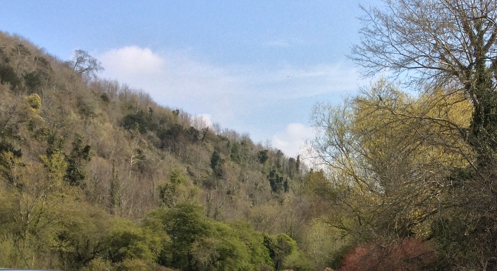 A spring wood full of birdsong