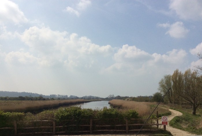 Reed beds beside the river Arun.