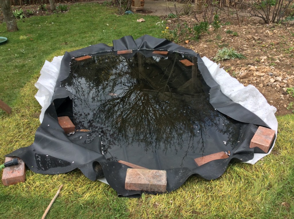Wildlife pond filled with rainwater