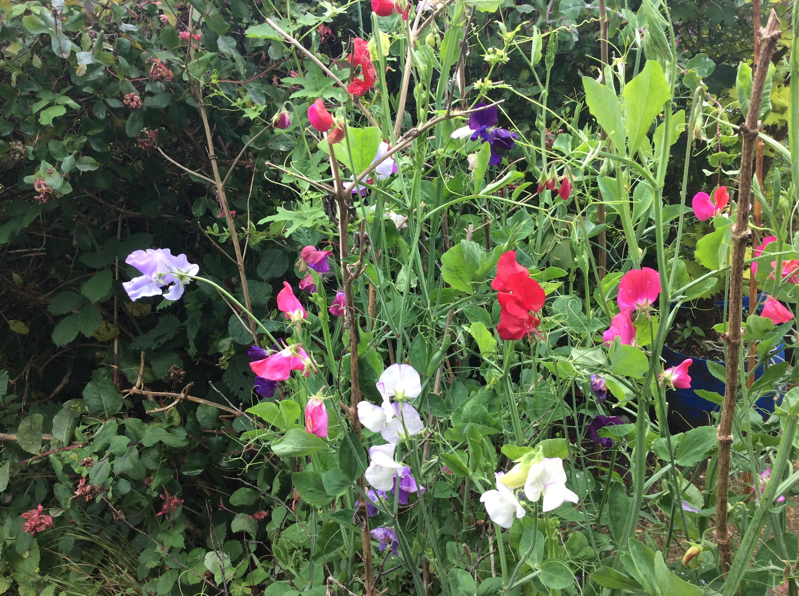 sweet peas in flower