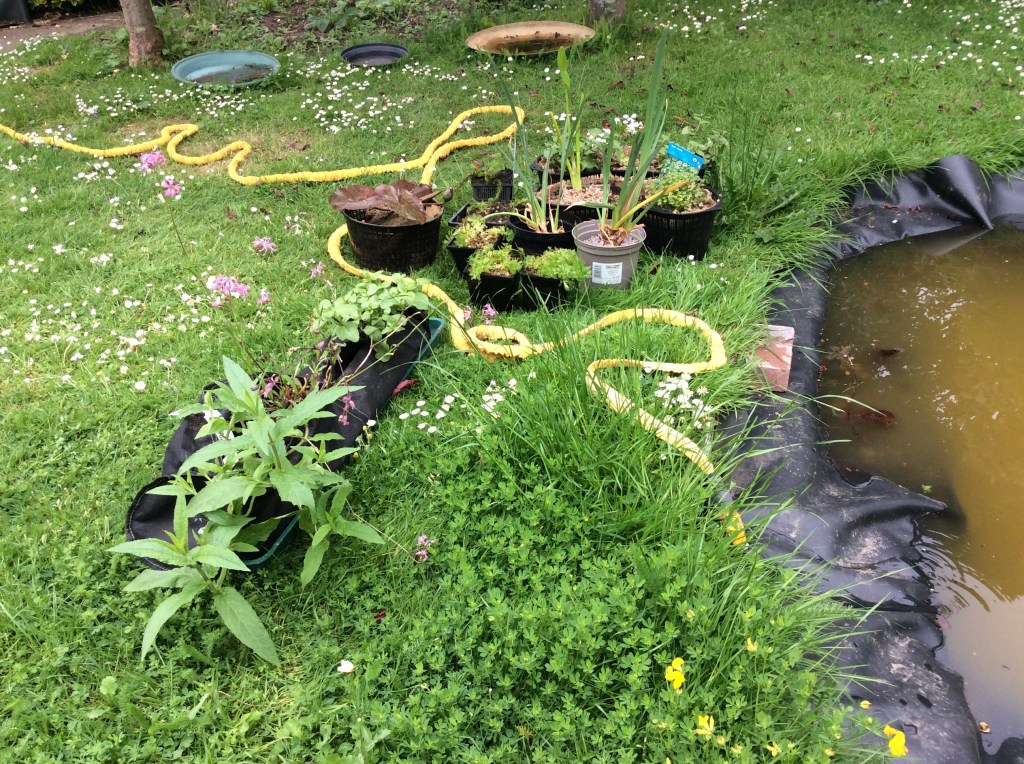 planting pond plants