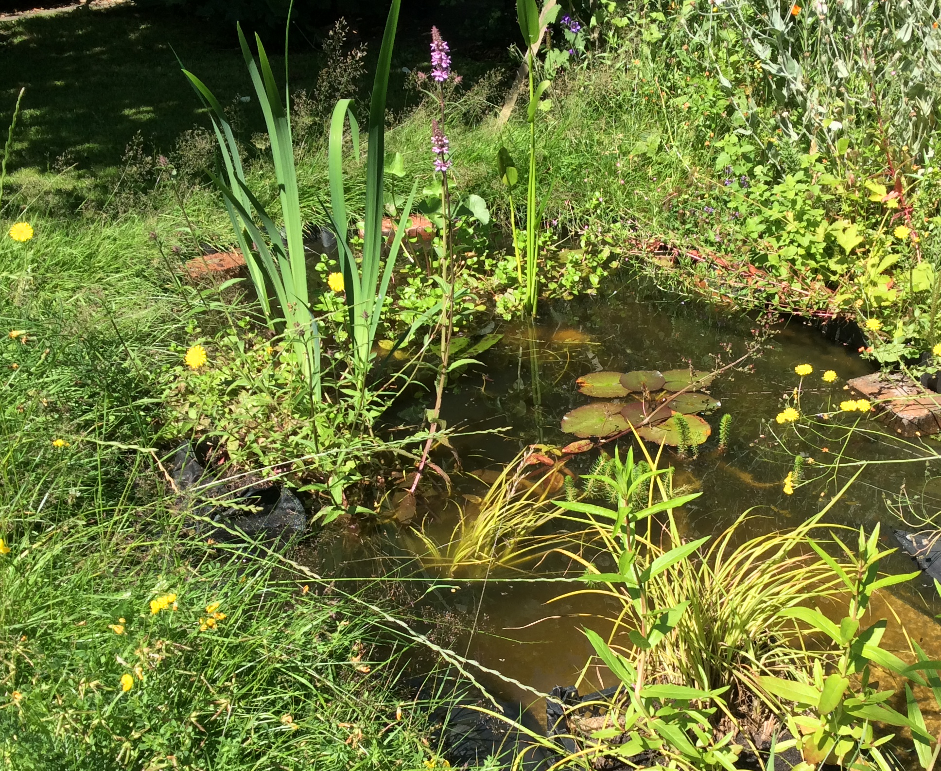 pond with new plants
