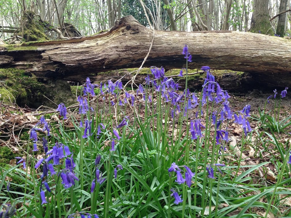 Bluebells in a spring wood