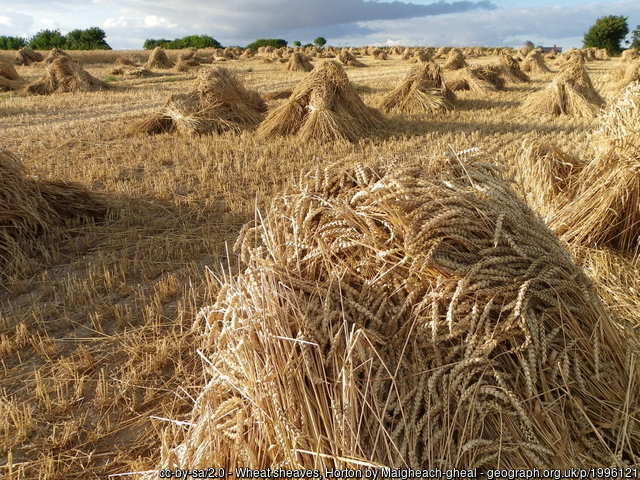 Traditional wheat harvest fie