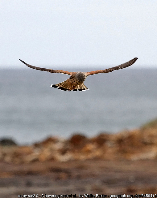 Kestrel hovering in the air
