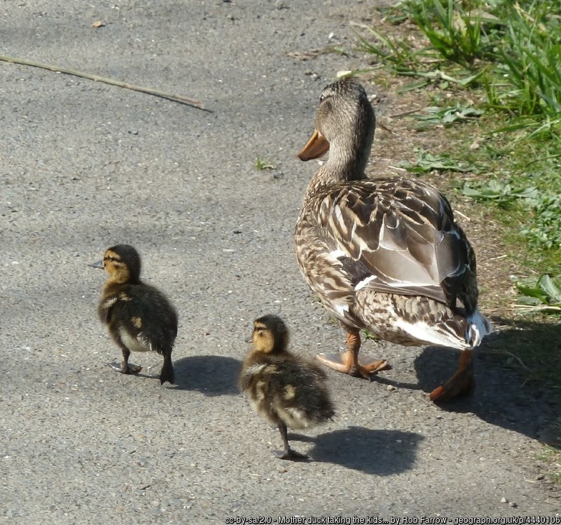 Mother duck with two ducklings