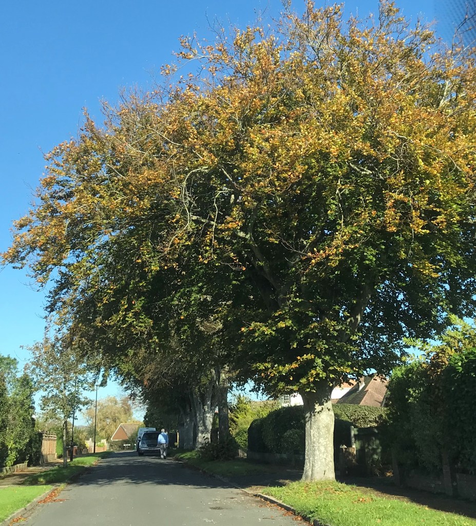 Avenue of beech tree in autumn colour