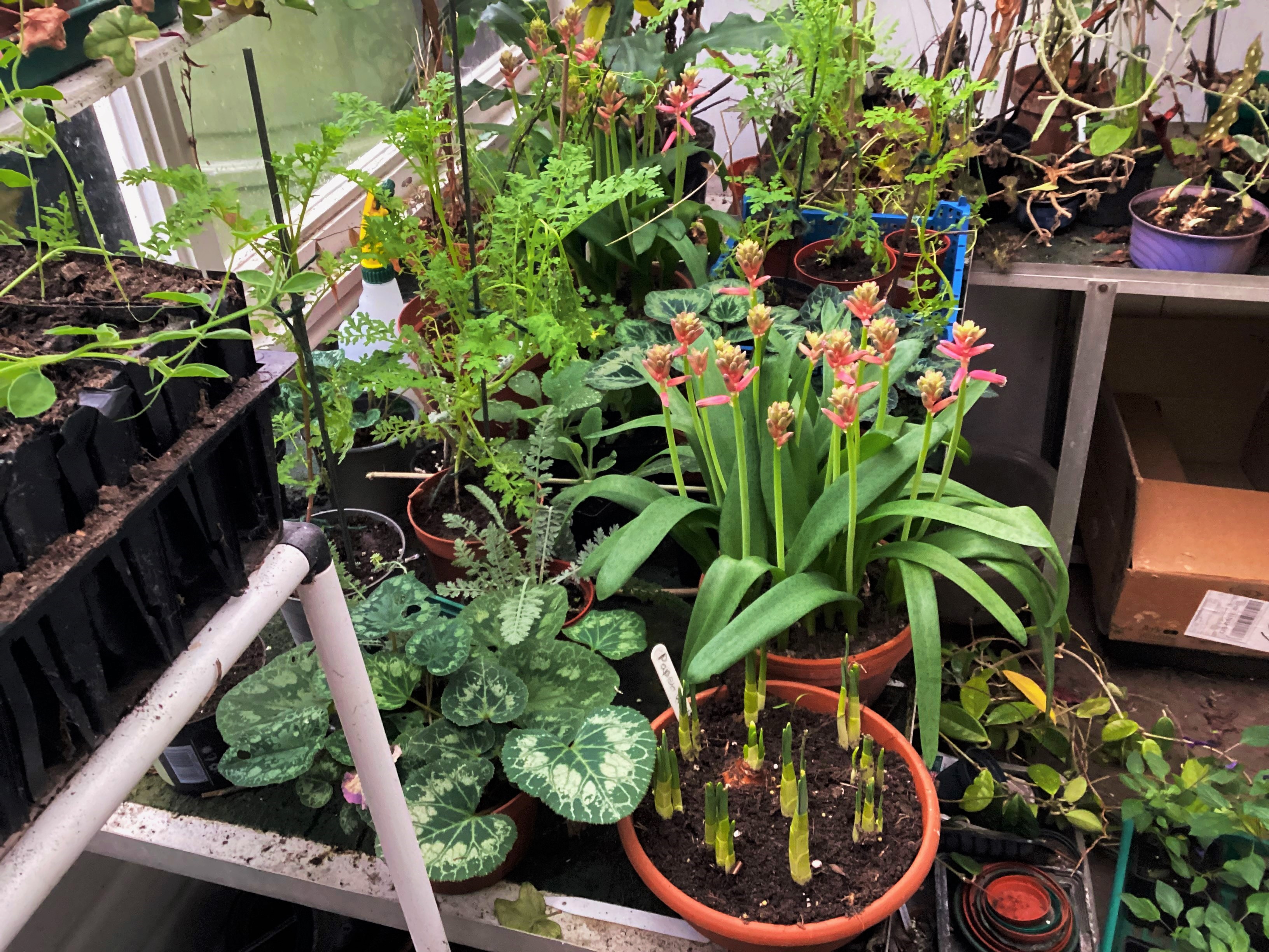 Indoor winter pot plants coming into flower