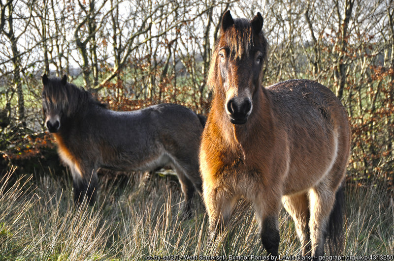 Close up of two Exmoor ponies