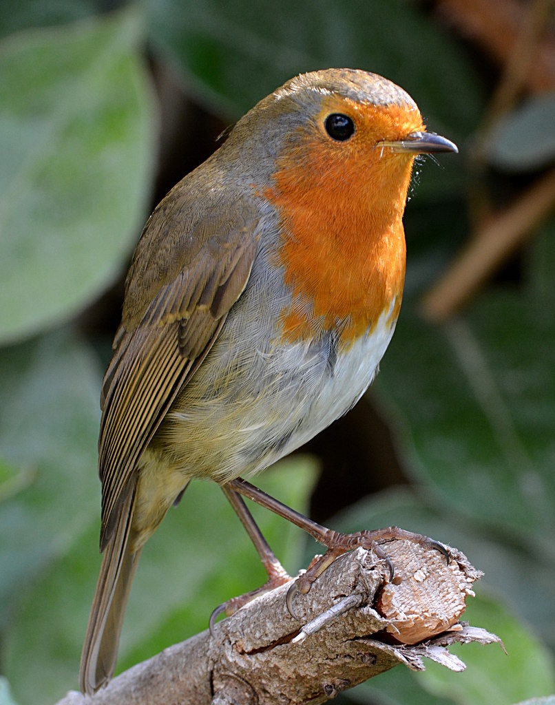 Robin Redbreast
