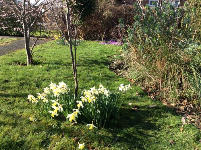 February’s Early Spring&nbsp;Garden