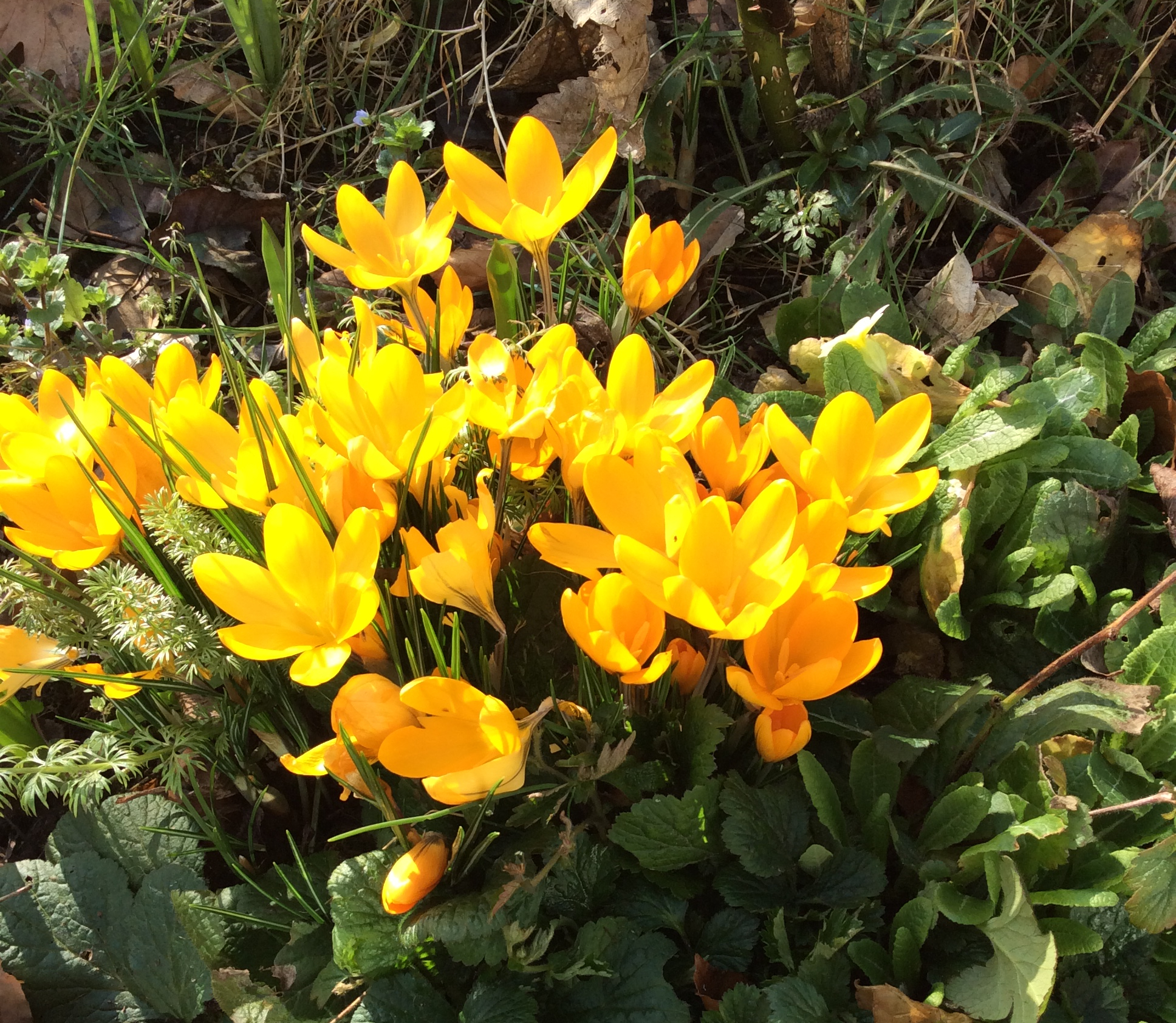Early yellow Crocus flavus