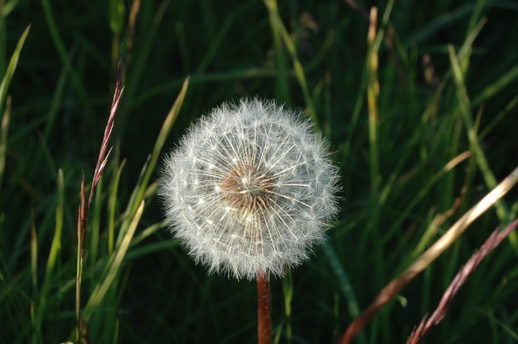 Dandelion clock