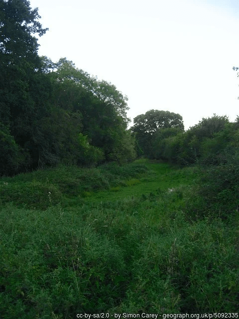 Wild scrubland in the evening light
