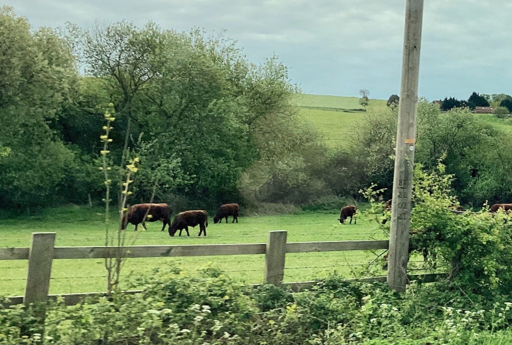 Cows in a field of grass
