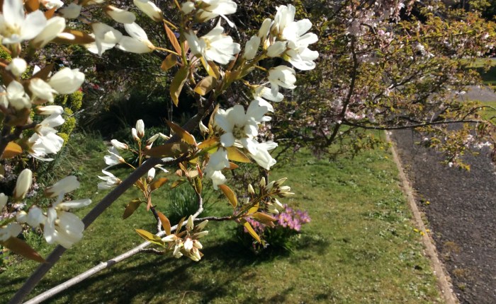 April’s Spring Garden