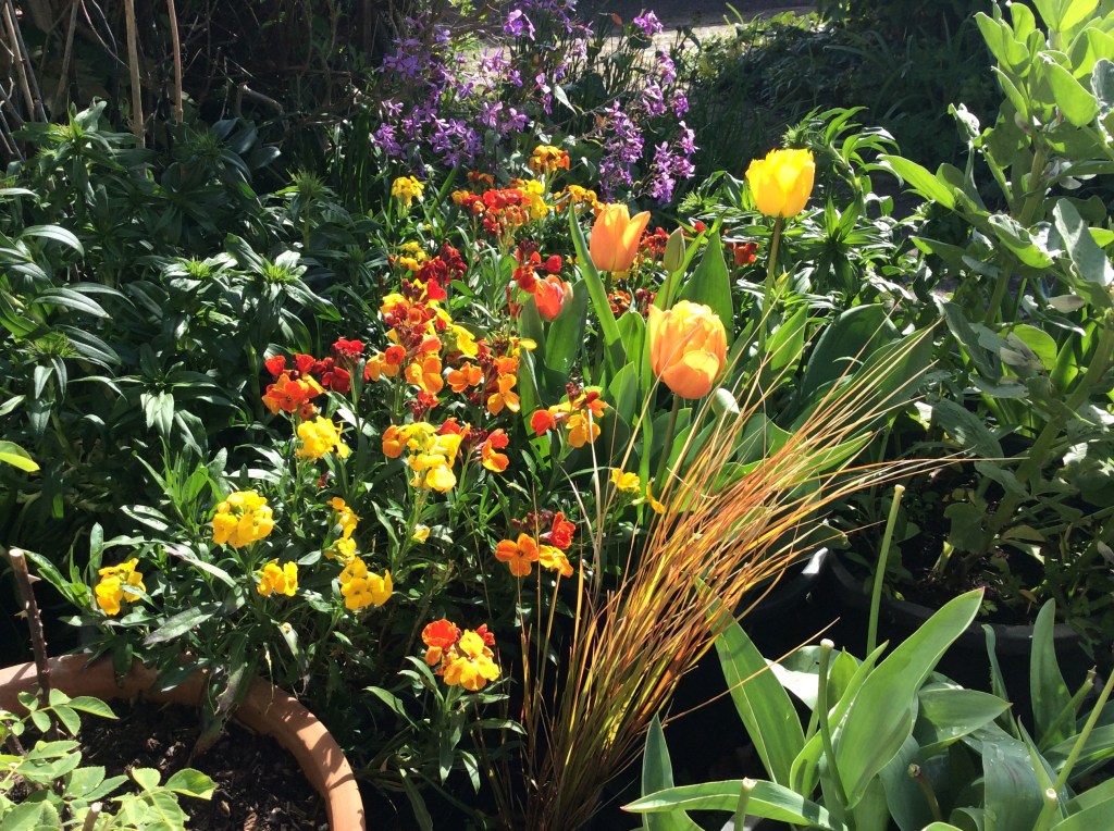 Wallflowers and Tulips