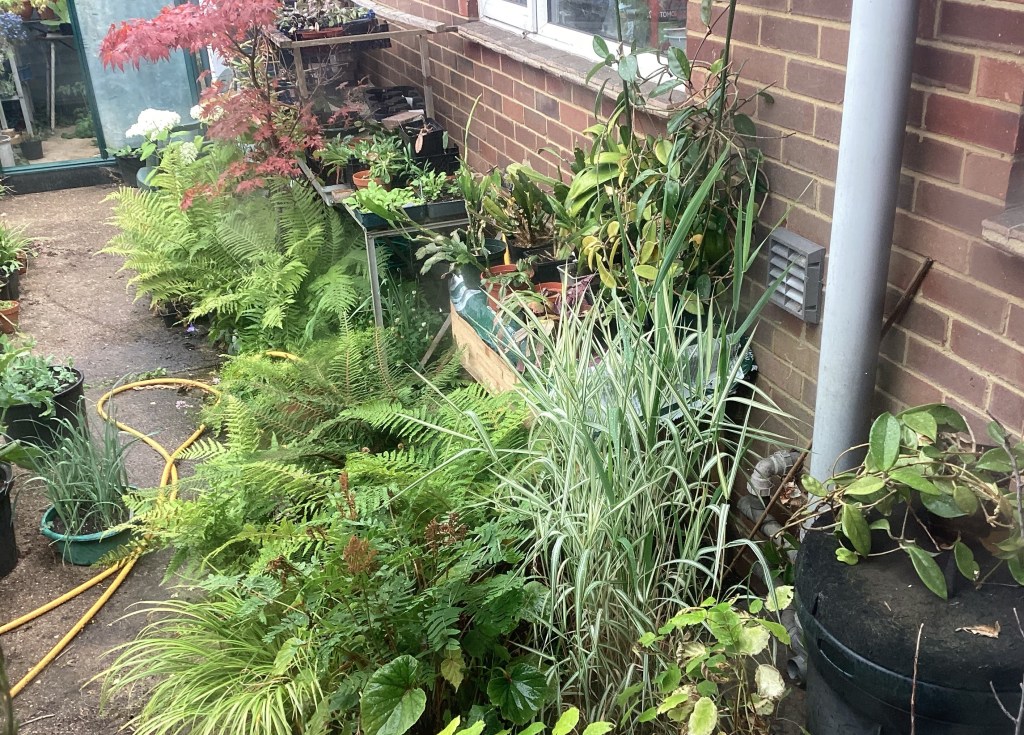 Soothing ferns against the north wall.