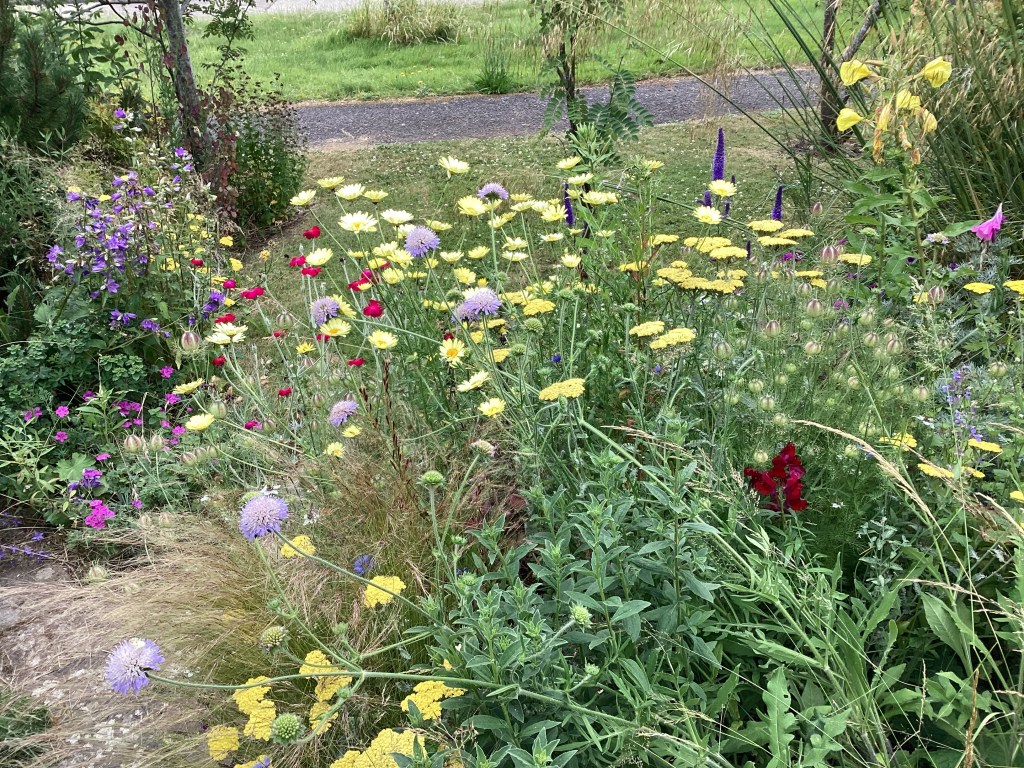 Mixed flowers in garden border