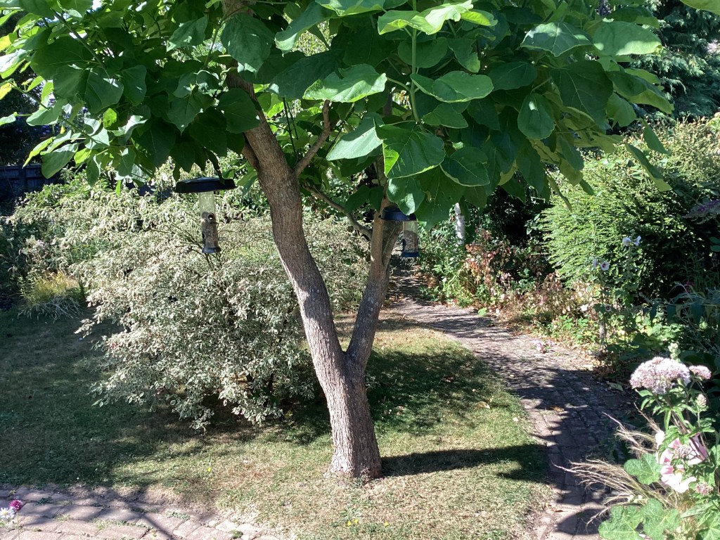 Trees creating shade in garden