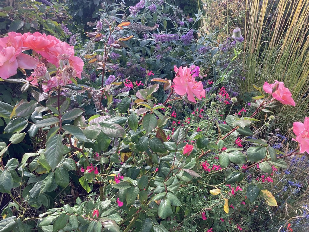 Lavender buddleia with pink roses