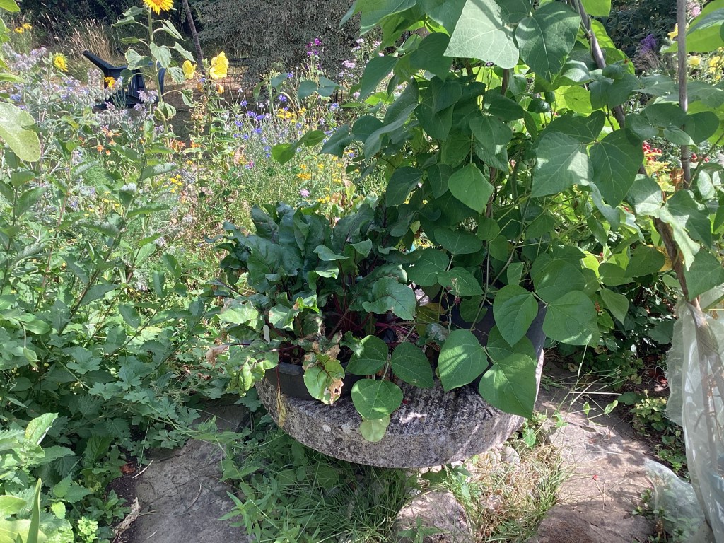 Runner Beans in tubs