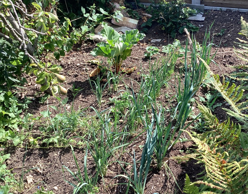 Row of leeks in vegetable plot