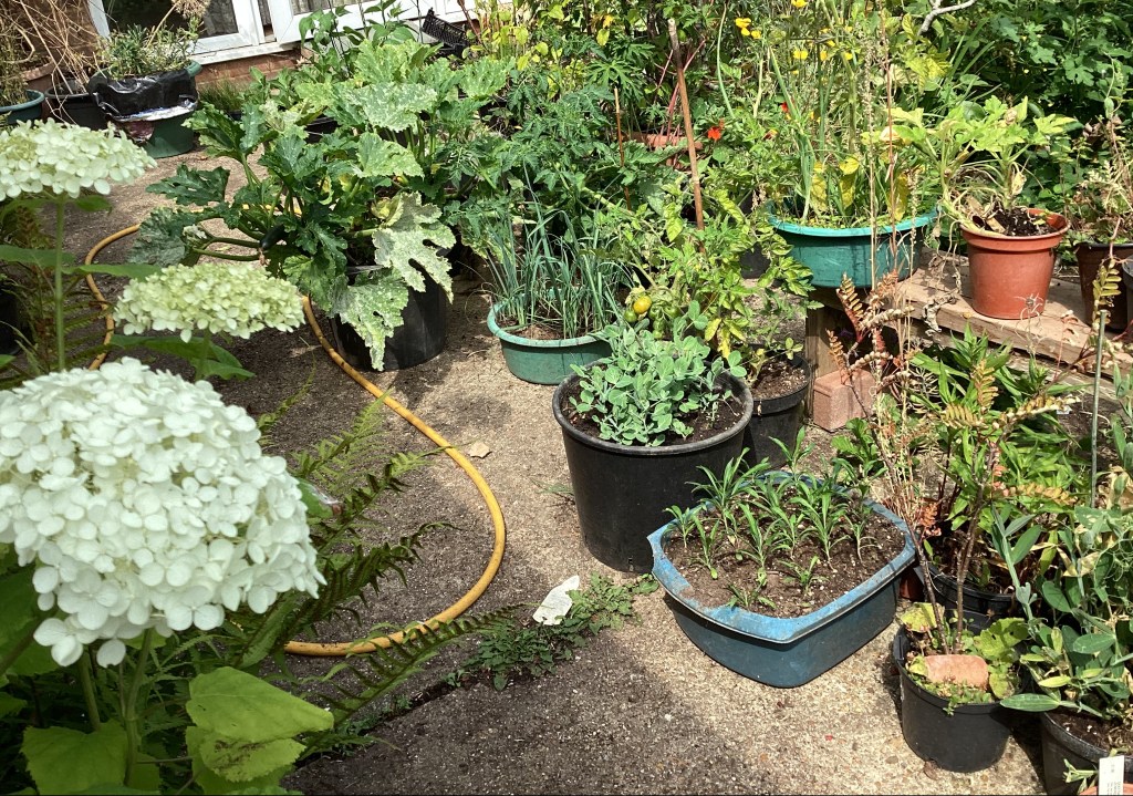 Vegetables grown in tubs