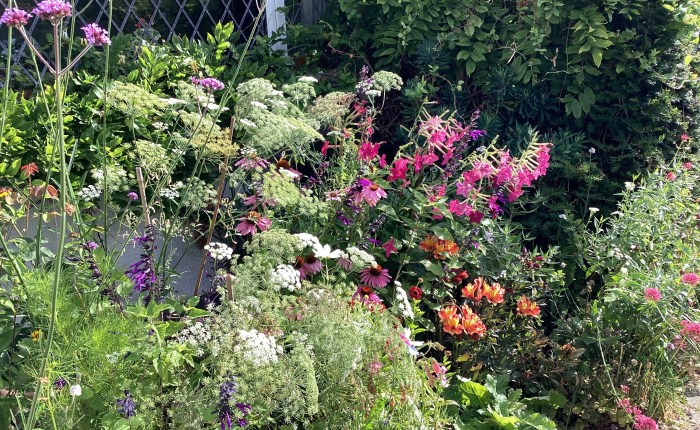 July’s Cottage Garden&nbsp;Gallery