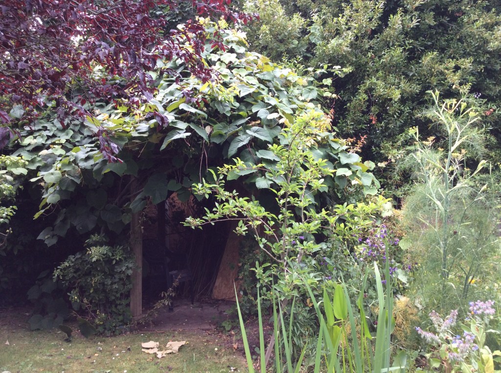 Large vine covering a gazebo